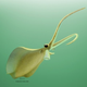 Illustration for article titled A carnivorous squid that lived 500 million years ago